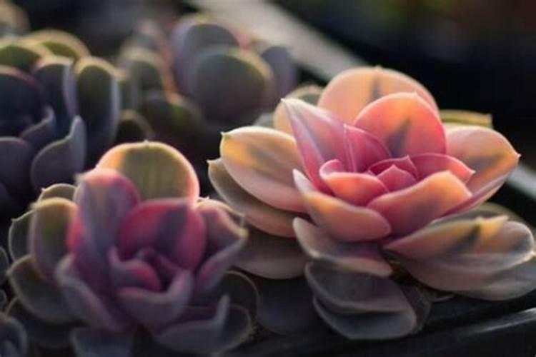 多肉施肥用什么肥料,如何给多肉施肥