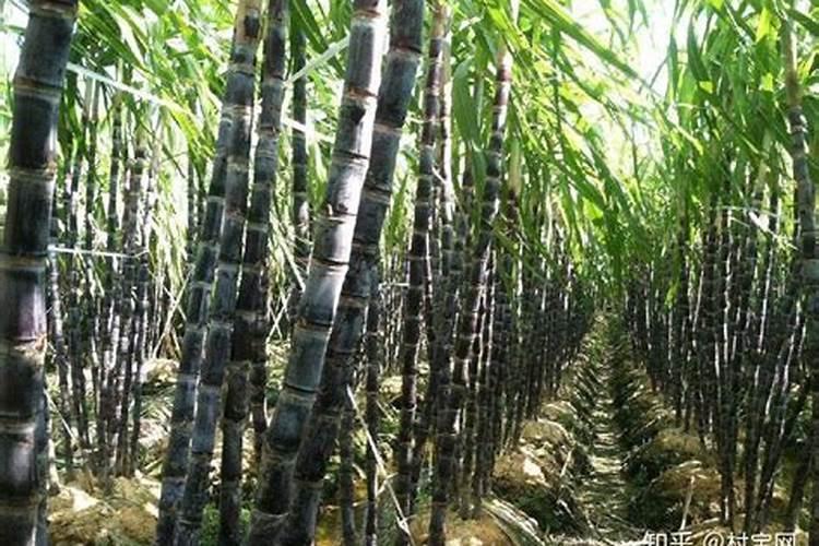 甘蔗的需肥量大,施肥技术有哪些呢？