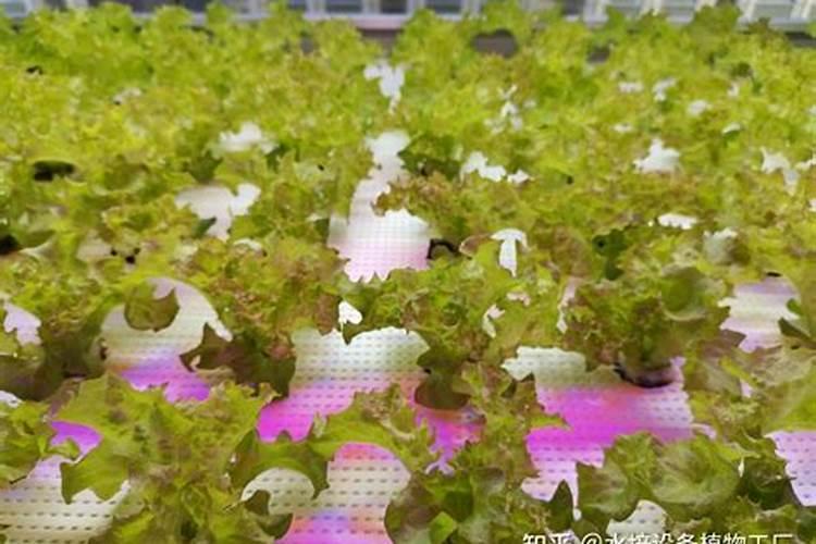 种植生菜如何科学施肥