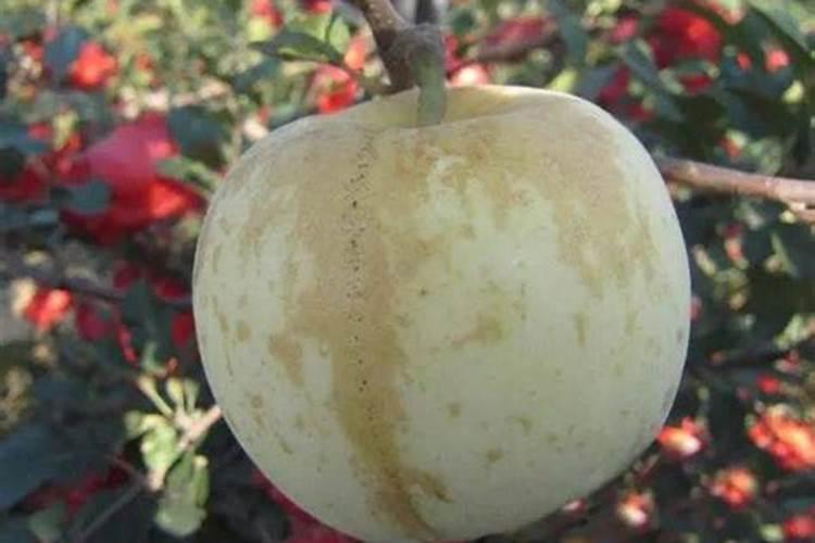 苹果树秋季施肥的注意事项有哪些？