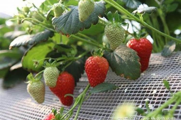 草莓膨果期怎样追施肥料？