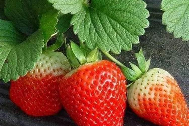 草莓膨果期用什么肥