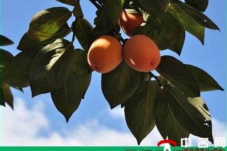 玉米出穗还可追尿素和氯化钾吗