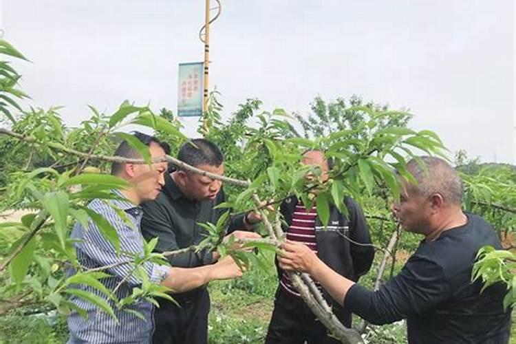 土豆出苗后多久施肥 土豆出苗后如何施肥