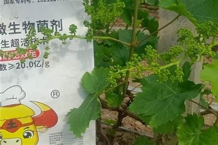 巨峰葡萄喷施什么叶面肥能提高坐果率？