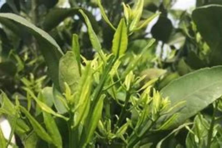 磷肥对柑橘的作用