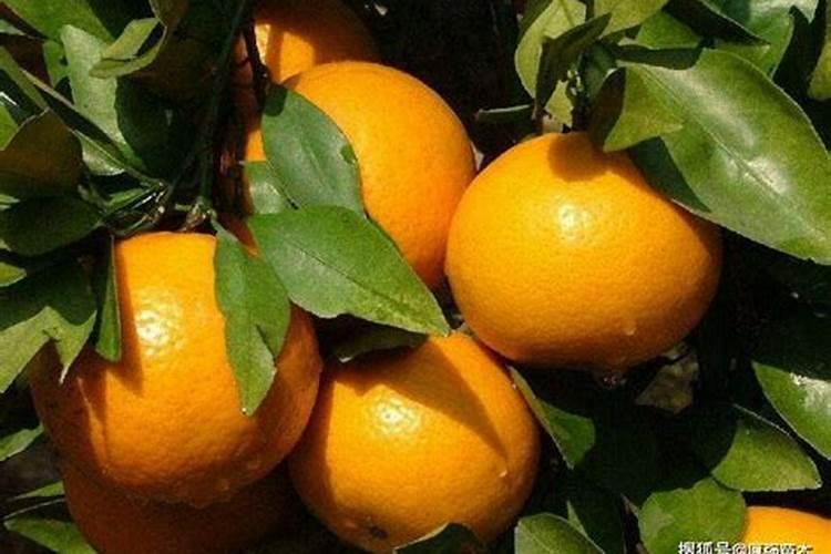 柑橘果实膨大期追肥:磷钾肥增甜膨大调色师着色靓果