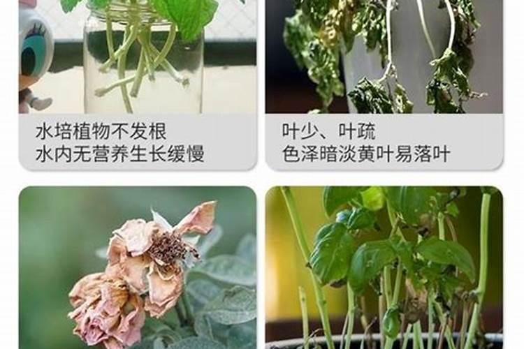 发财树烂根怎么补救,从三个方面教你解决