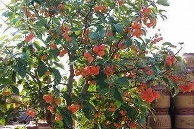 适合种植盆栽苹果的基本方法