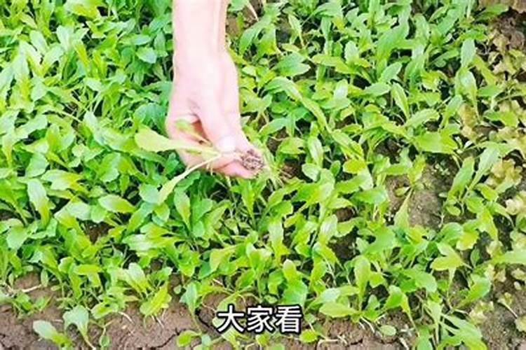 四季青小菜需要什么样的肥料