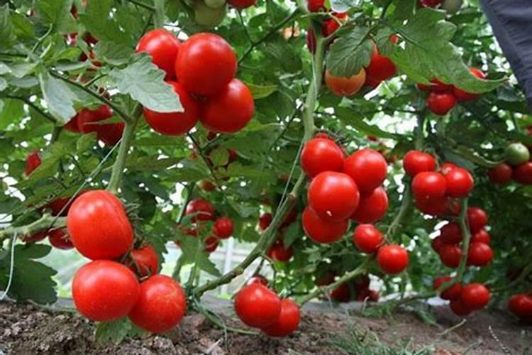 腐霉泰克和根腐克星及氨基酸水溶肥一起能混合用吗？