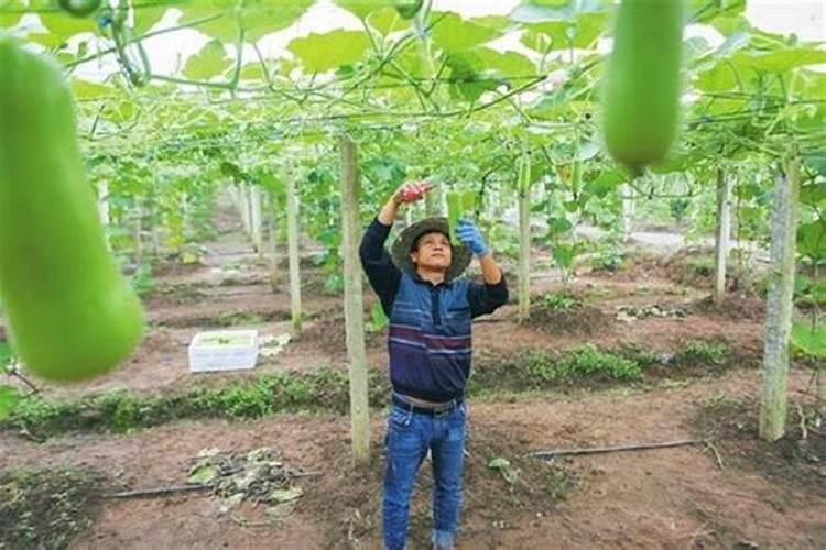 葫芦为什么坐不住果？