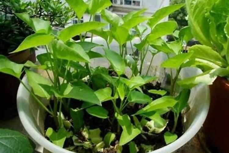 空心菜施什么肥长得快又嫩