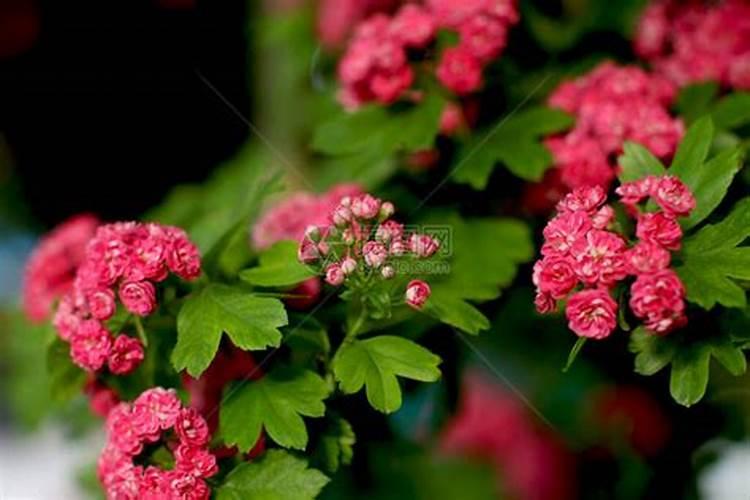 番茄浇水的正确方法