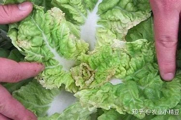 植物缺镁用什么肥料