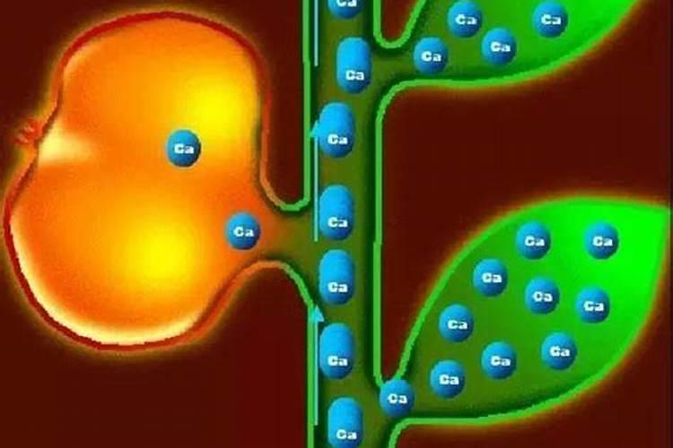木炭灰可以养哪些花