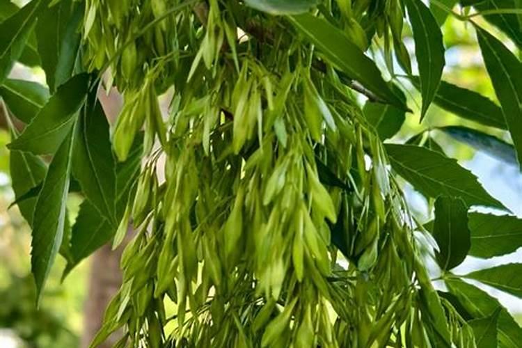 白蜡树用什么肥料最好