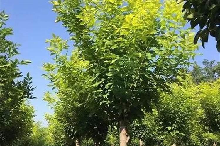 白蜡树盆景用什么肥