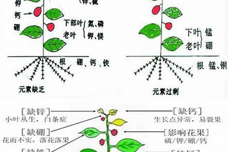磷酸二氢钾对果树有什么肥效