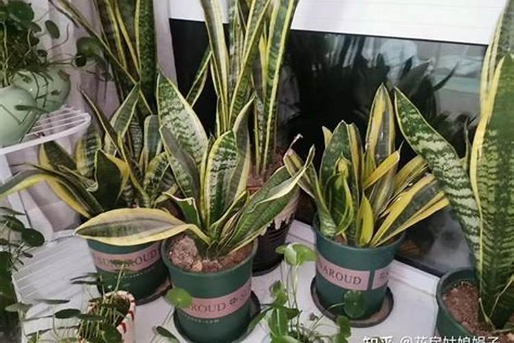 种植四季豆提高产量的施肥技巧有哪些