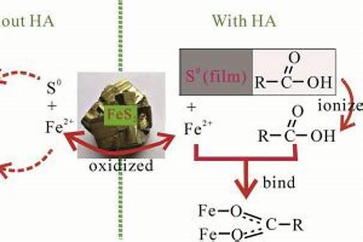 腐植酸是干什么用的？多少钱一吨？