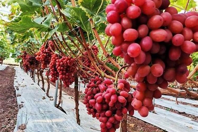 芸苔素可以膨大果实吗