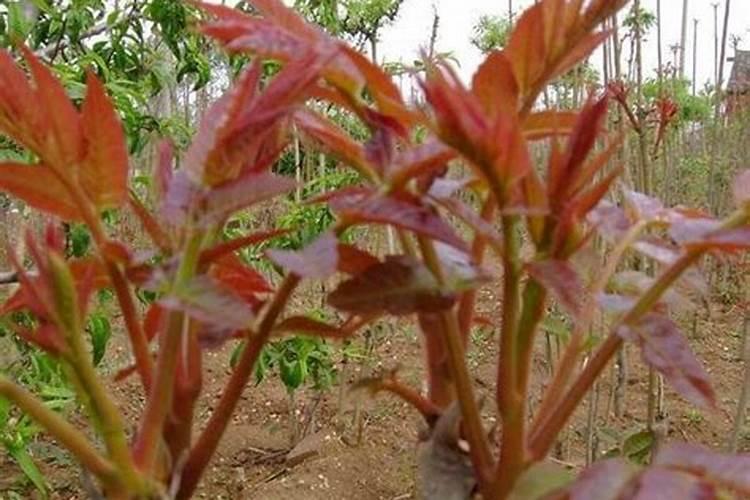 香椿树施肥的正确方法