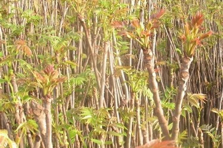 地栽香椿树的冬季管理