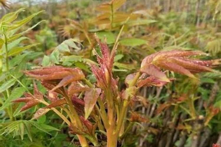 香椿树过冬方式