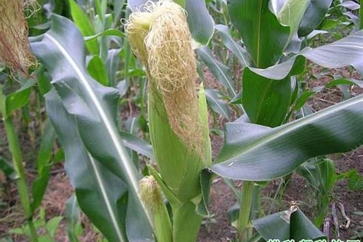 ...节安和虫子药还有多菌灵大家看看怎么回事用什么药能缓解