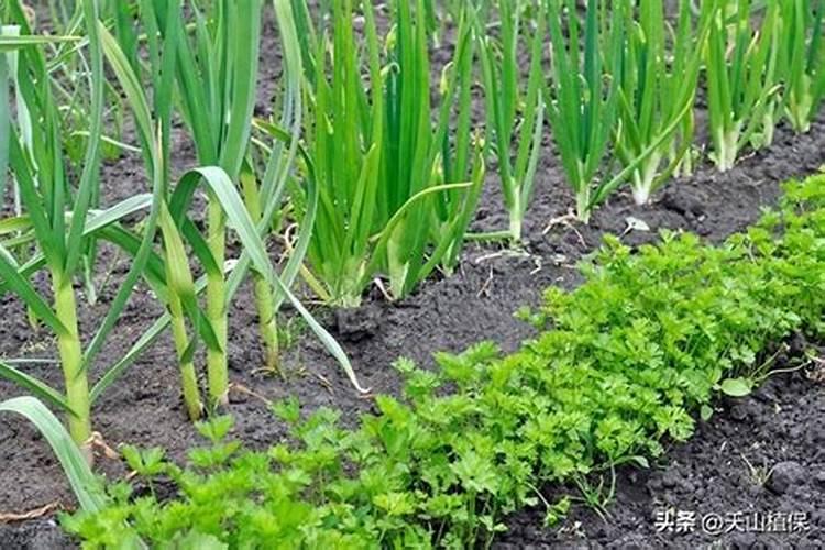 牡丹施肥用什么肥料合适 种植牡丹花四大高效肥料