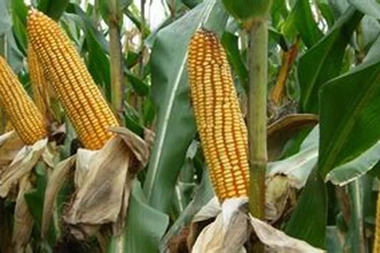 玉米大啦叭口期喷尿素水三十斤水需多少克尿素