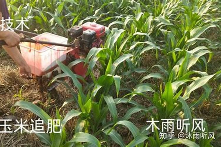 东北甜玉米种植喷什么叶面肥,能够增产增加甜度？