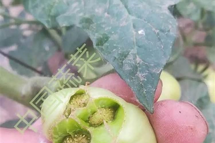 氮肥施多了怎么补救