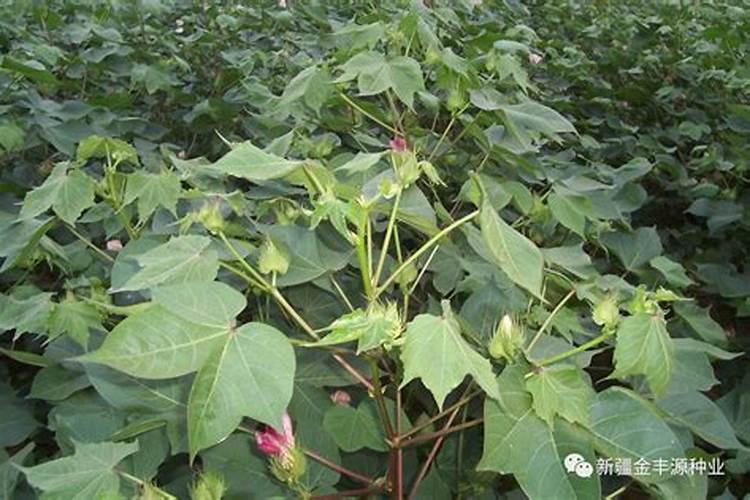 盐碱地理种棉花什么时候使用硫酸亚铁合适？