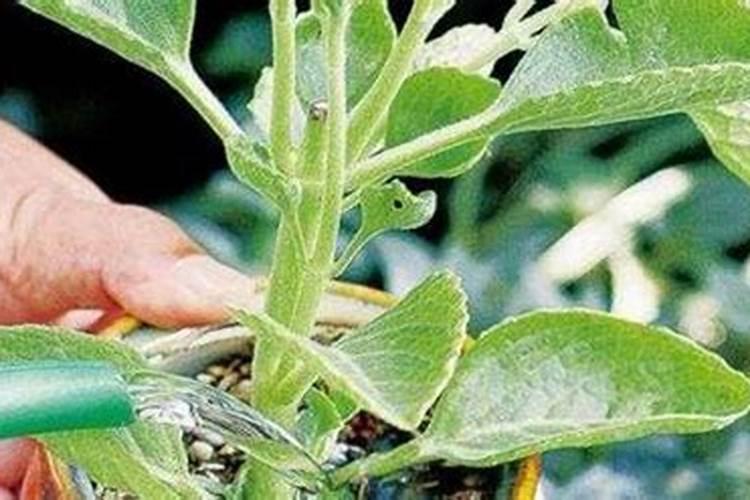 二根是什么意思