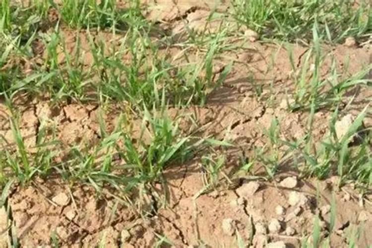 油菜要打几次硼肥