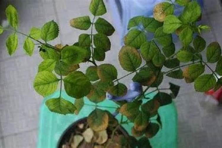 月季僵苗了怎么办 花娘教你六大招打破僵苗