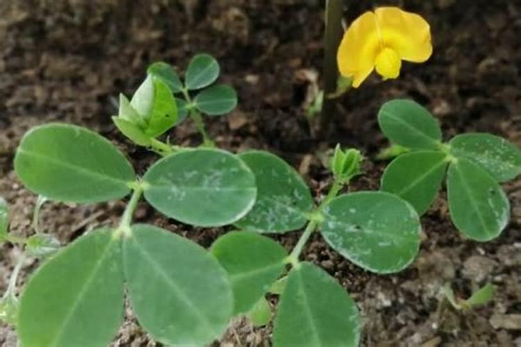 西葫芦很小就变黄烂掉了