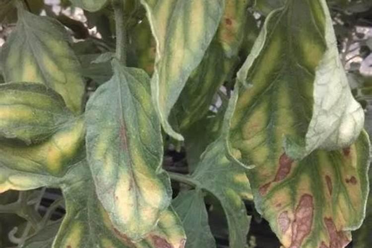 镁肥是什么肥料镁肥有哪些,镁肥的效果与功能