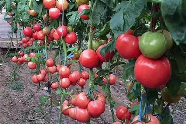 水稻什么时候施钾肥,水稻施钾肥方法