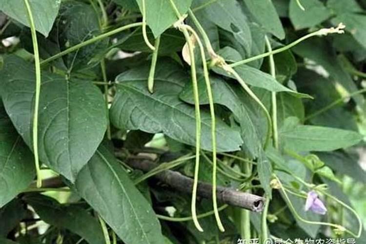 豆角开花了需要追肥吗(长豆角开始结果中施什么化肥)