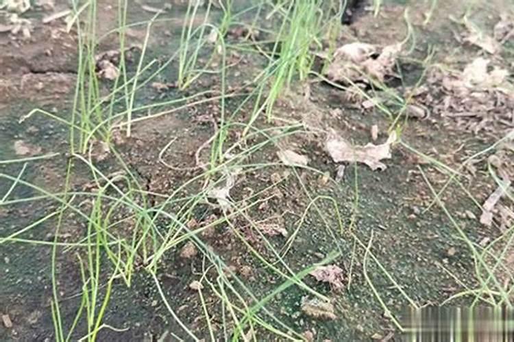 补充镁钾的药有哪些