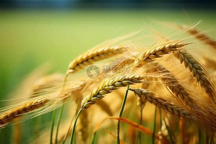 小麦叶面肥有哪些,小麦叶面肥使用方法