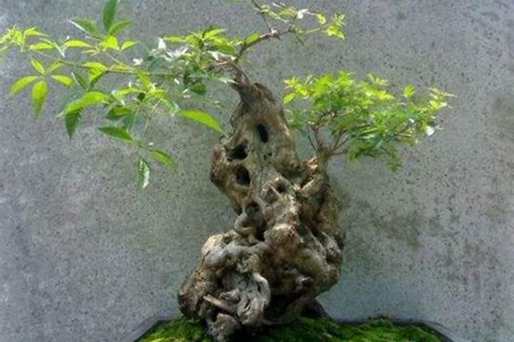 黄荆是什么树？