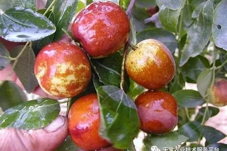 隔三到五天,打一次叶面肥,行吗？