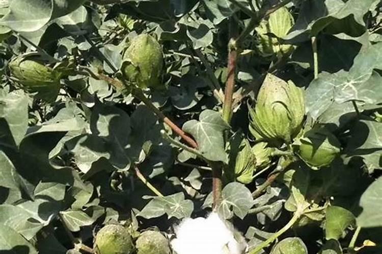 用了30多年的这些老配方依然是生根、坐果、膨果的最好配方!