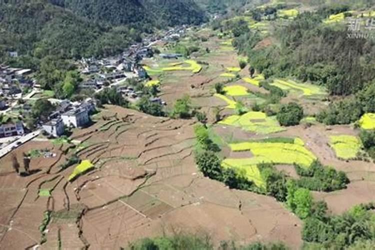 春来早化肥是假的吗？