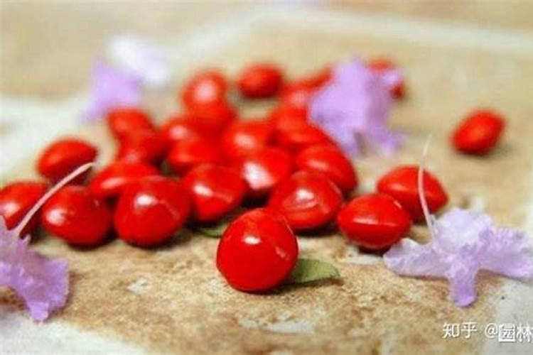 种植红豆如何进行田间管理？