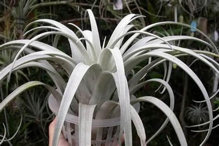 土豆的种植技术及施肥方法